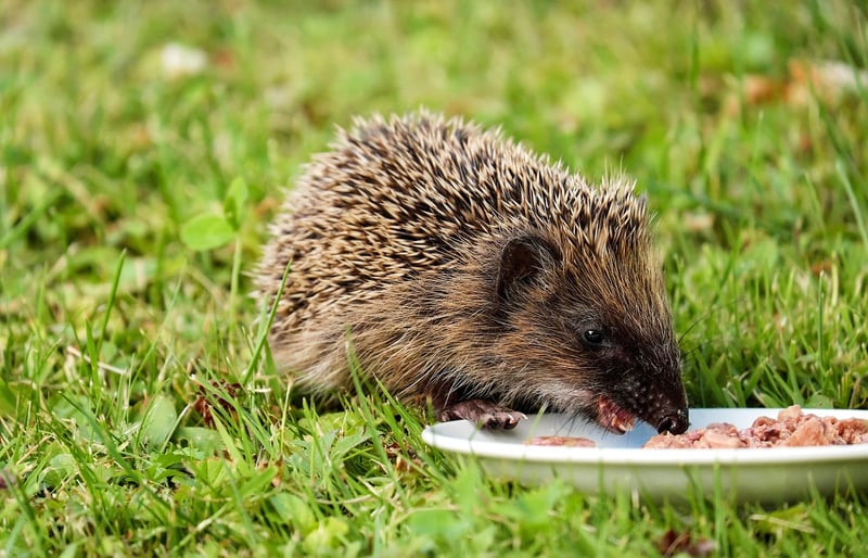 Ethical Eating